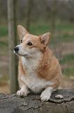 CORGI PEMBROKE 1472